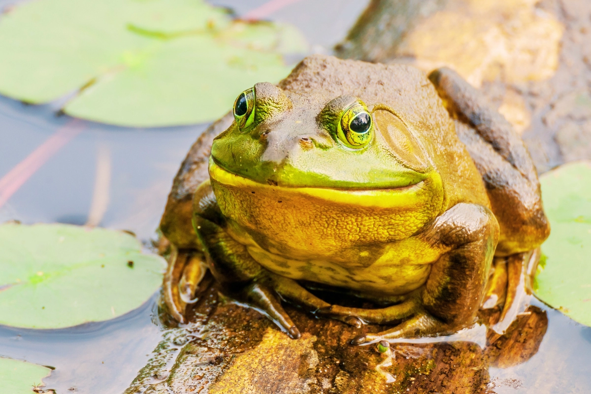 African bullfrog