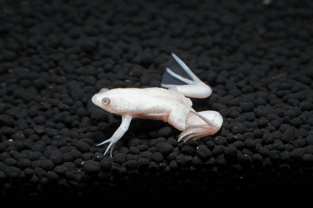 Albino Frog Pet Care Tips