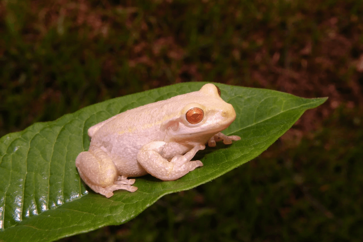 Albino Frog Pet Care