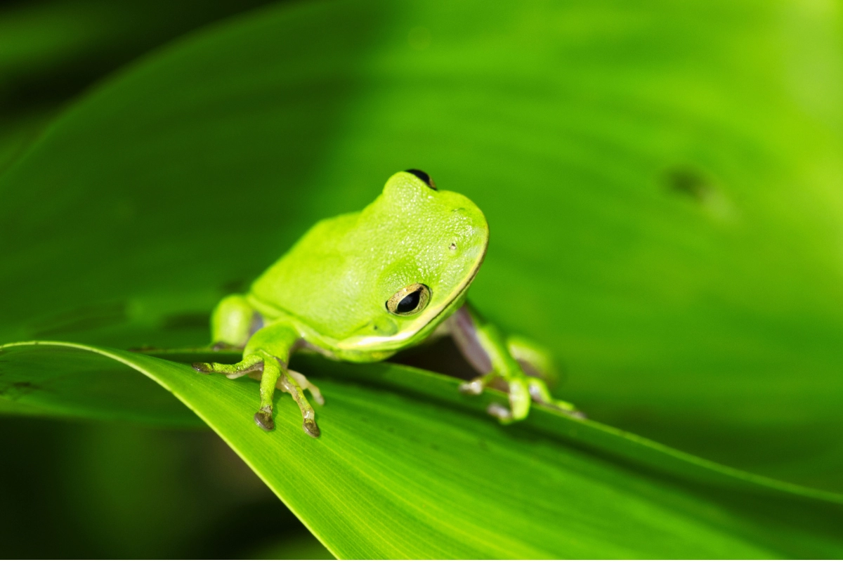 American Green Tree Frog as a Pet
