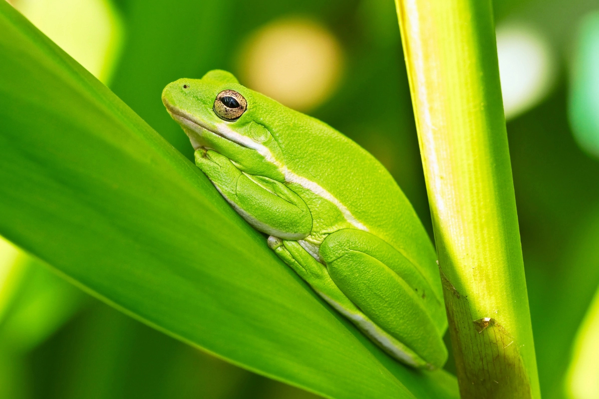American Green Tree Frog