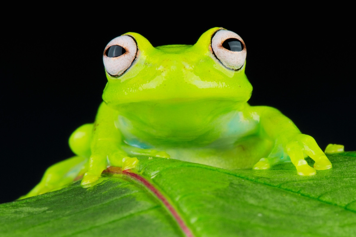 Can You Have a Glass Frog as a Pet