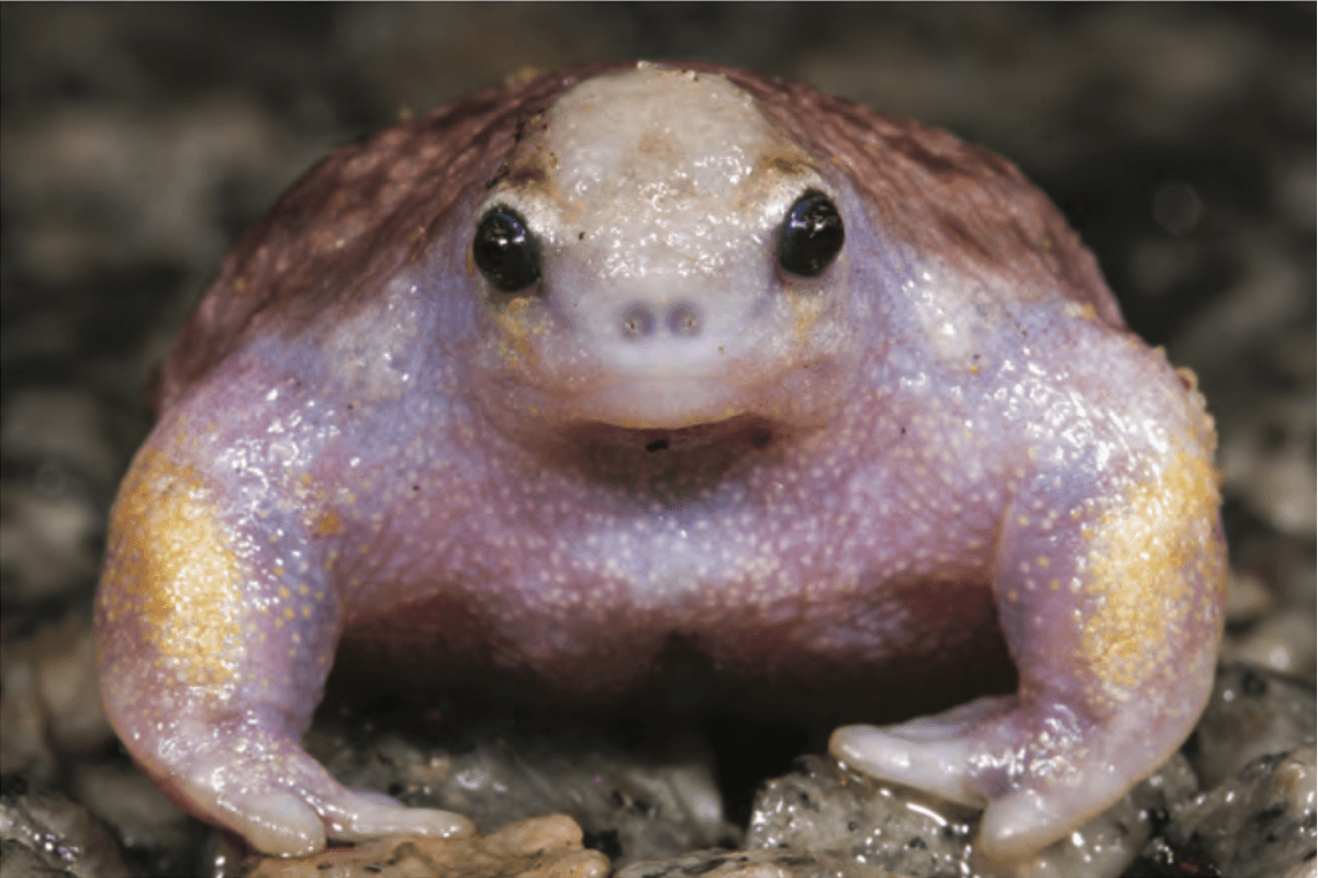 Can You Have a Turtle Frog as a Pet