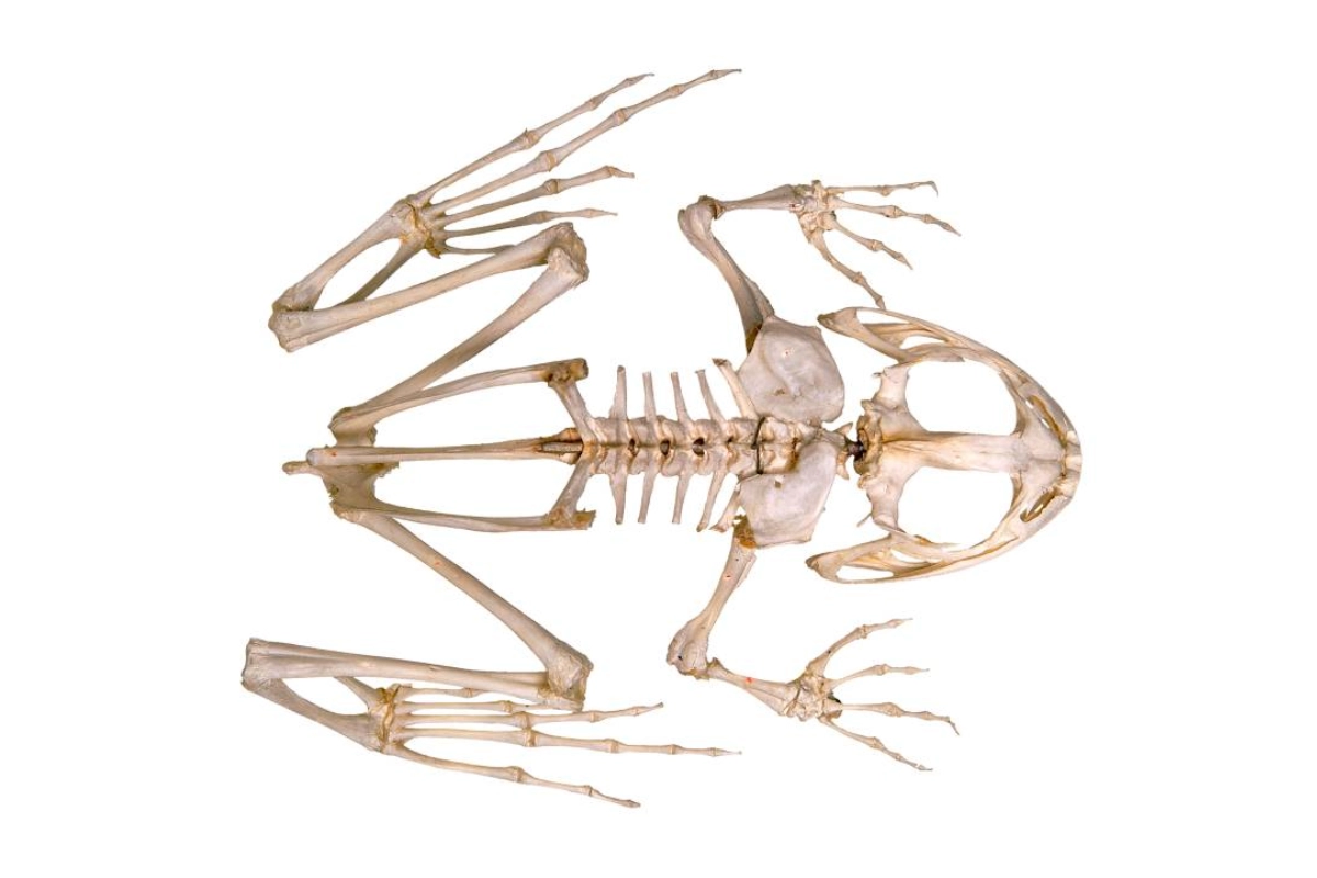 Frog Have a Backbone