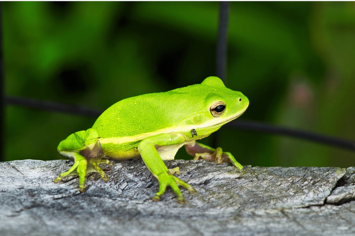 Green Tree Frog pet