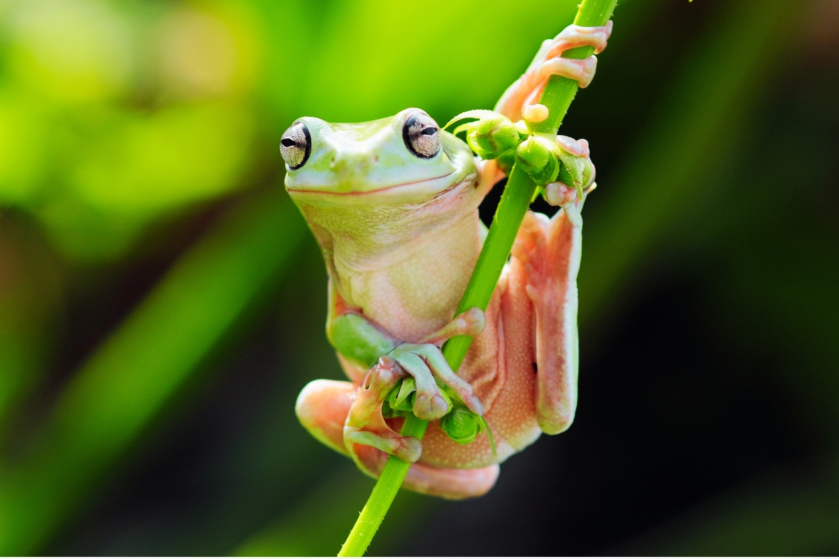 Green Tree Frog