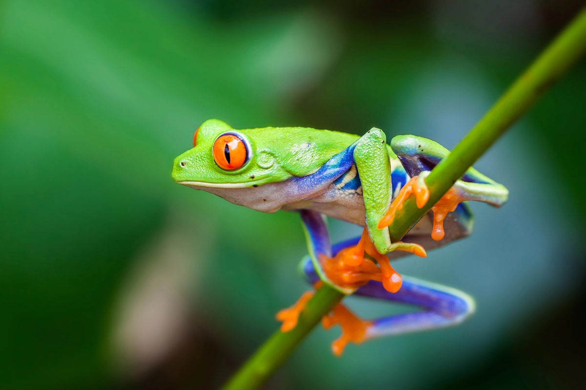 How to Keep a Green Tree Frog as a Pet