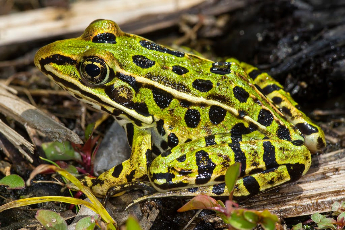 Leopard Frog