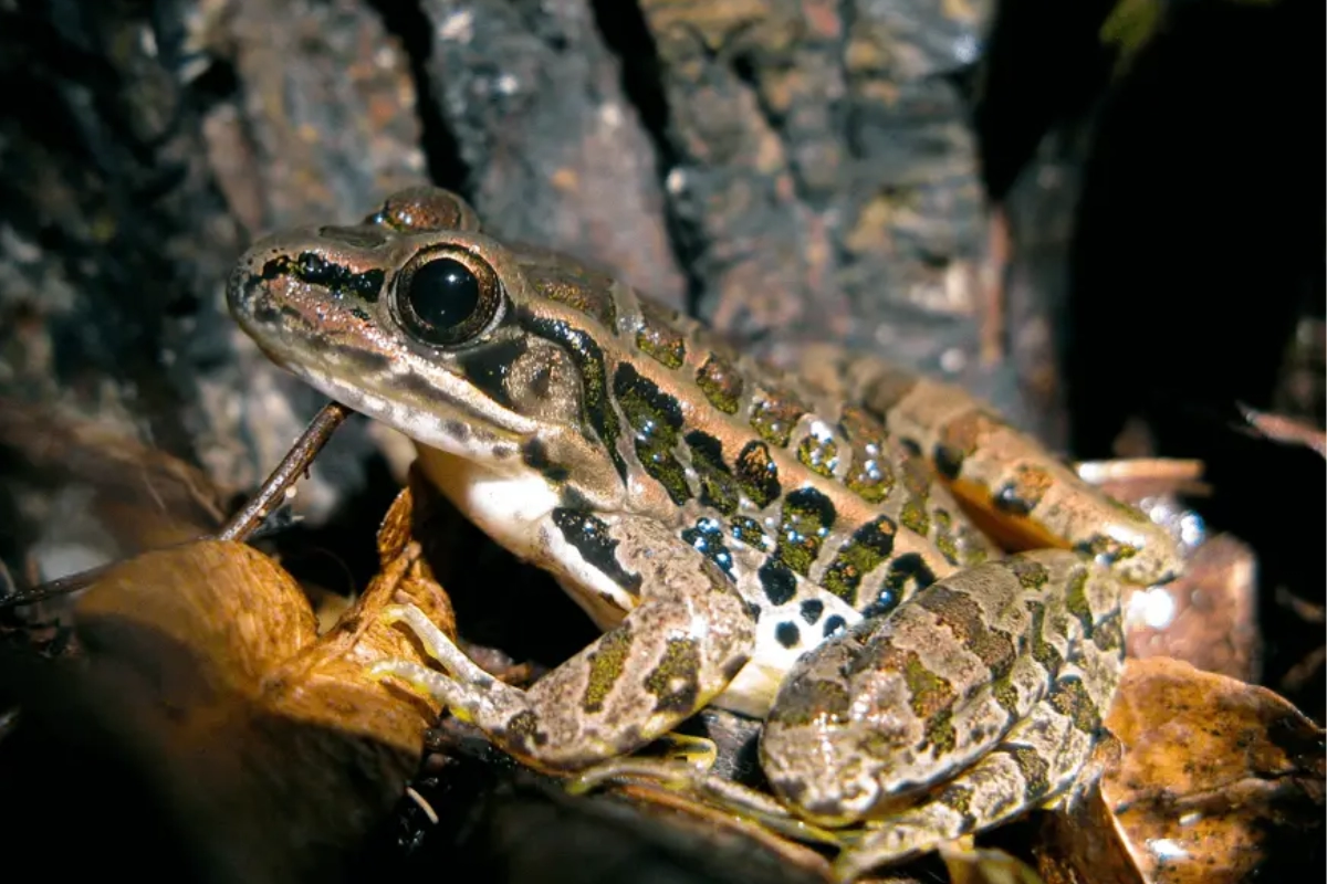 Pickerel Frog