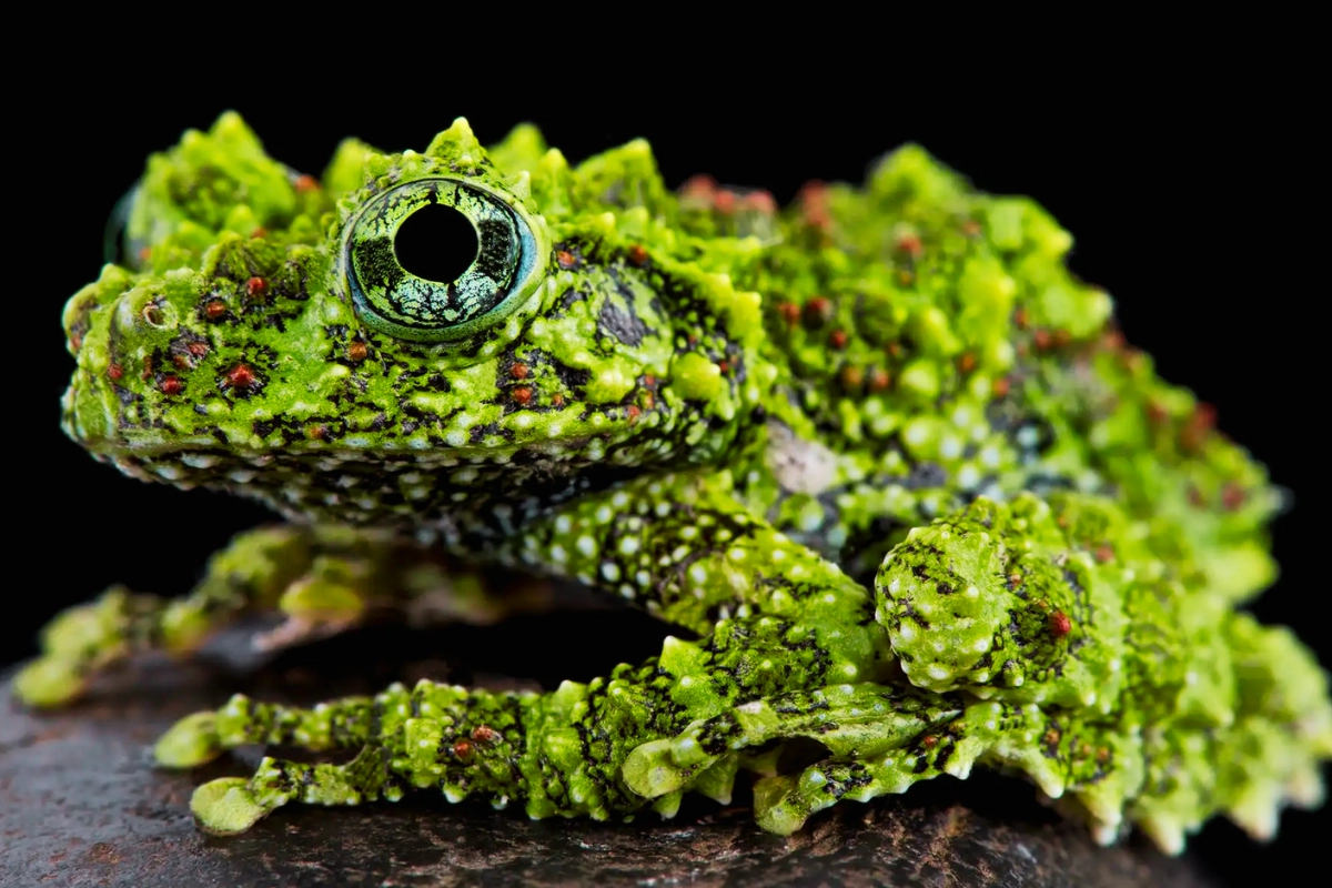 vietnamese mossy frog care
