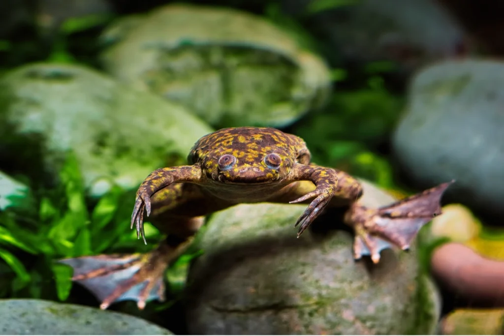 african dwarf frog care