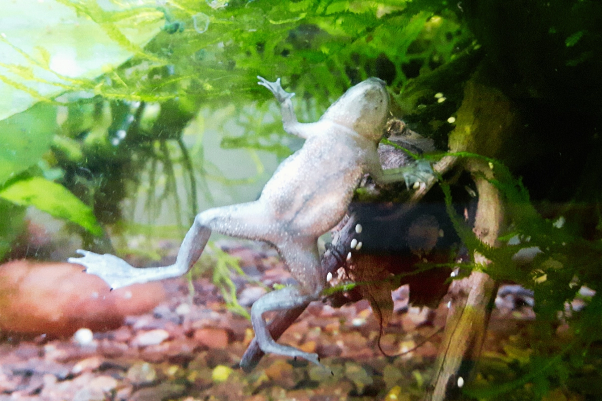 african dwarf frog