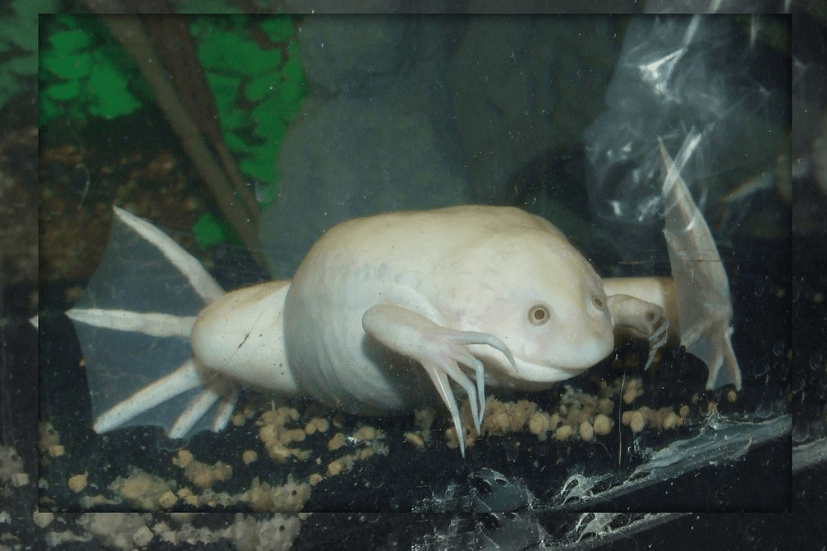 albino frog pet