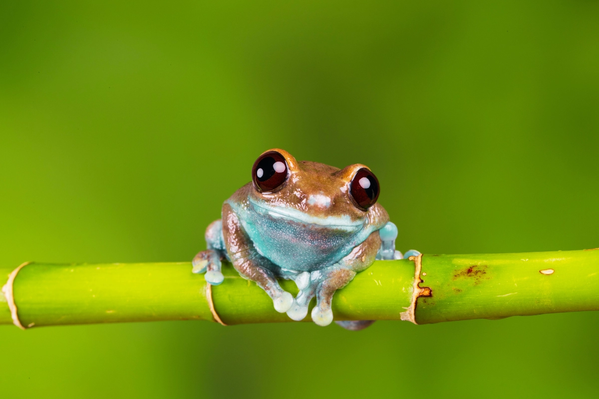 black eyed tree frog pet