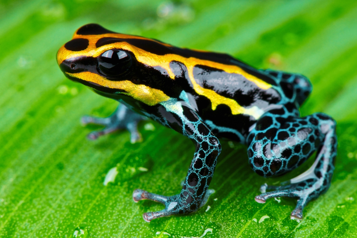 can you have a poison dart frog as a pet