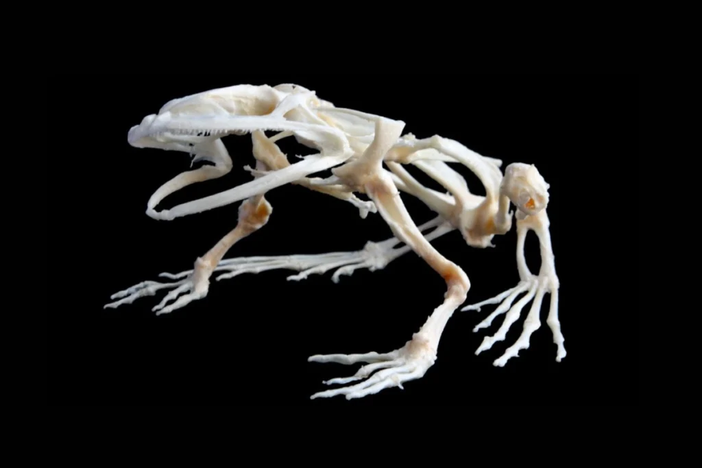 does a frog have a backbone