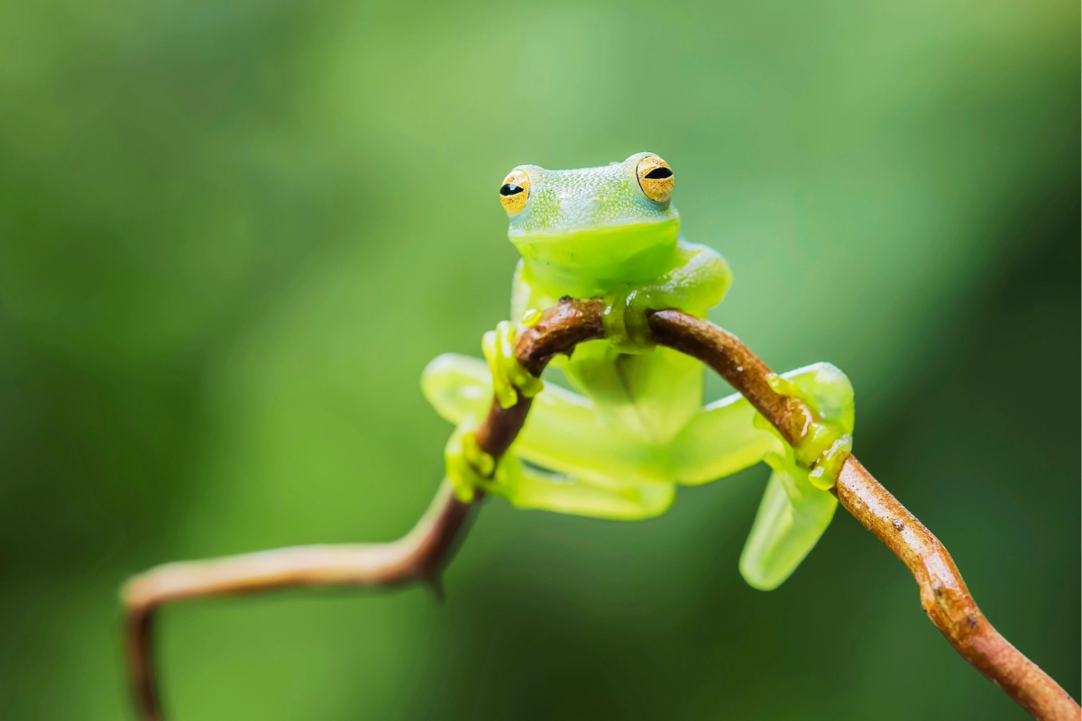 glass frog