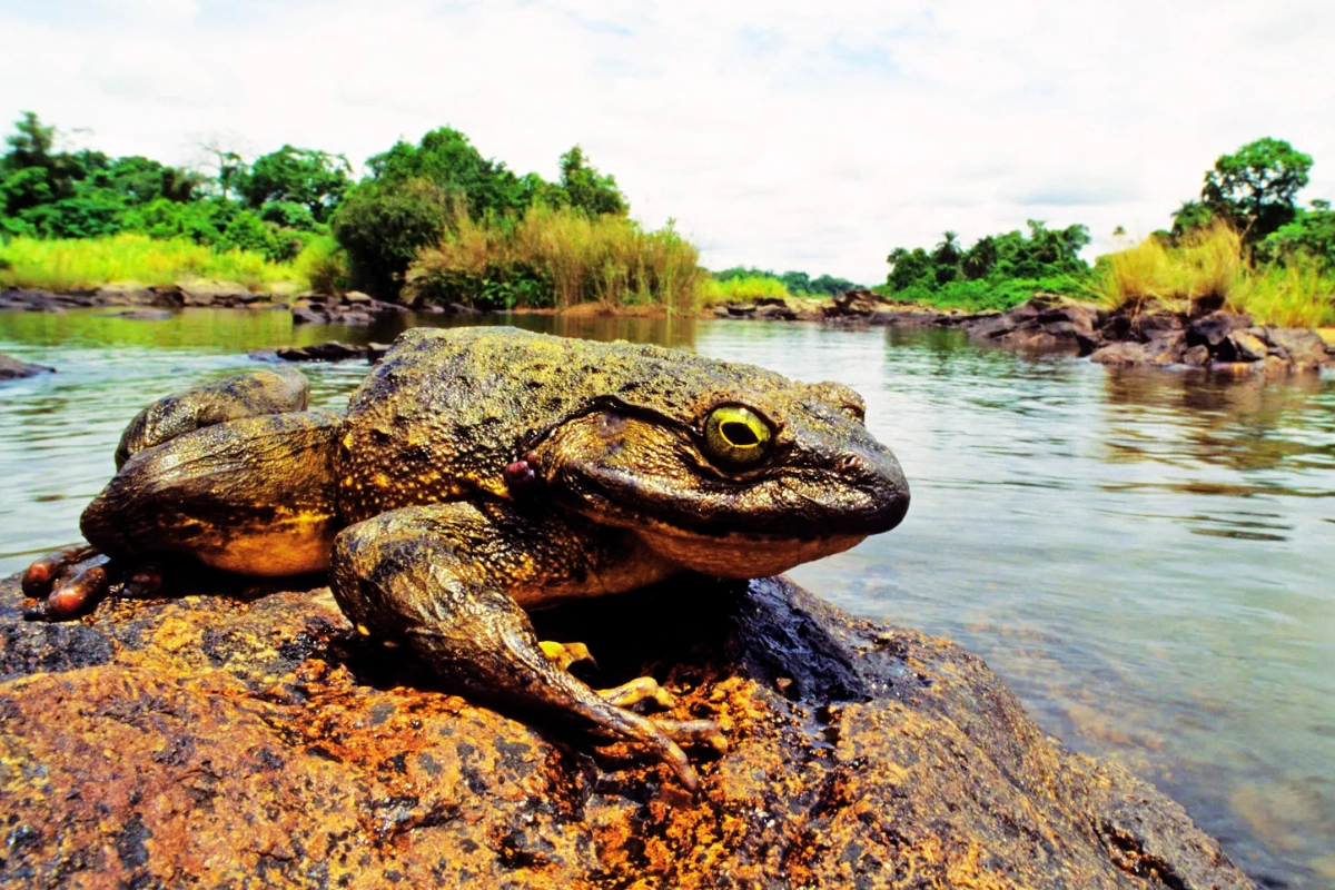 goliath frog