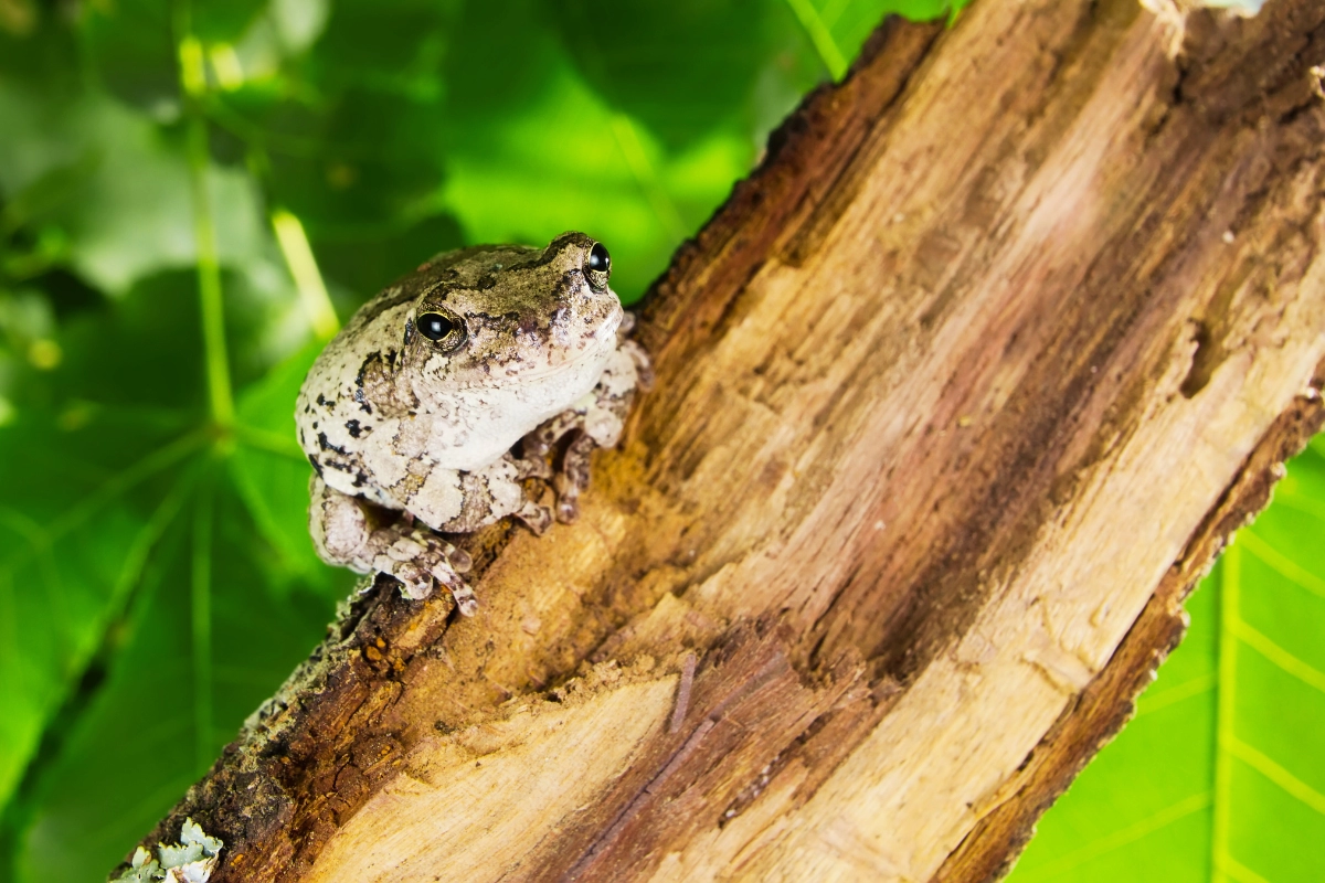 gray tree frog pet