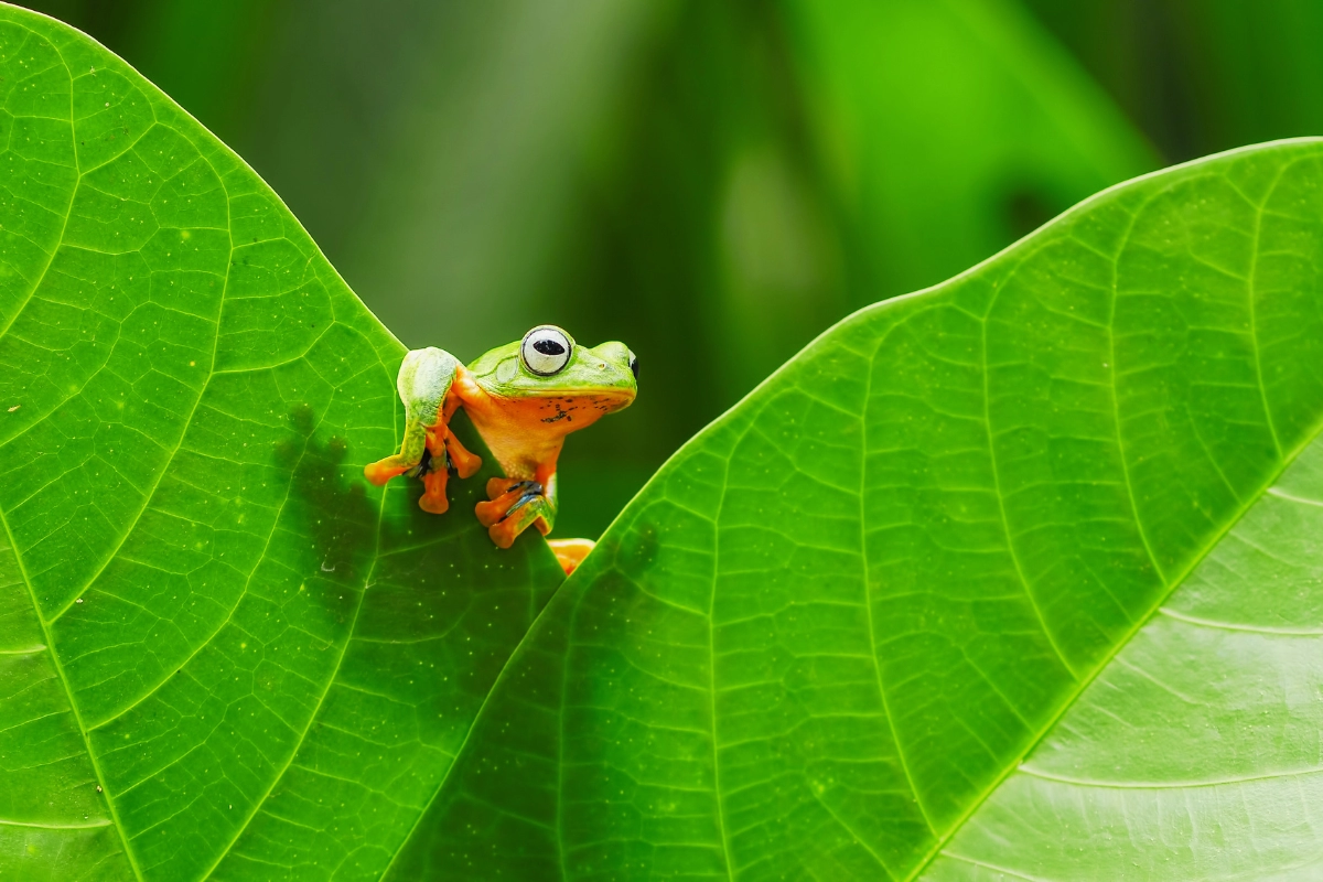green tree frog pet