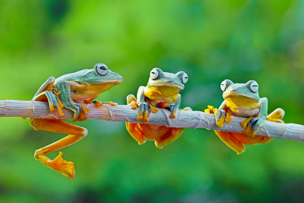 how to keep a tree frog as a pet