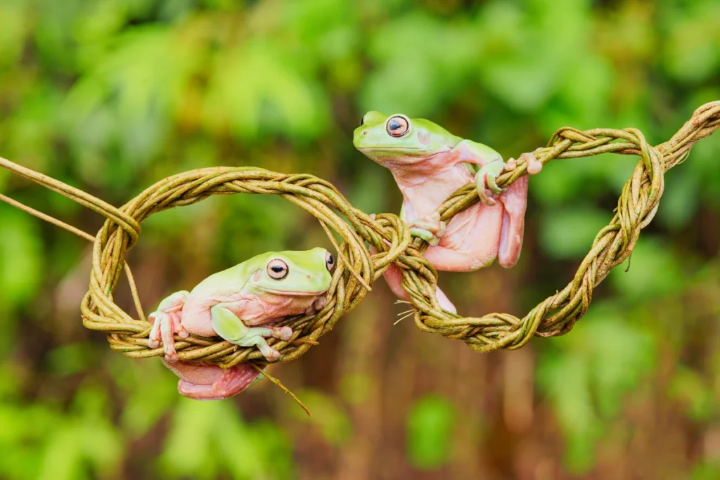 how to sex a whites tree frog