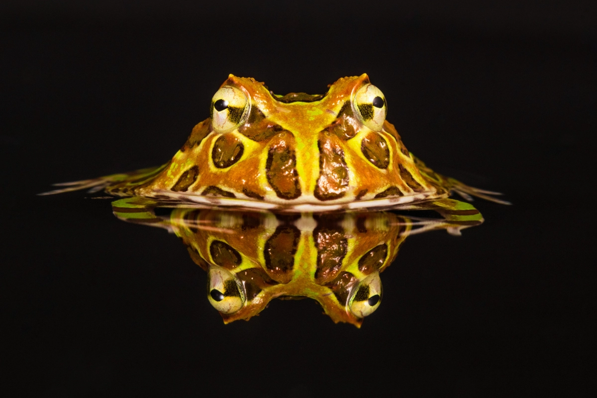 pacman frog