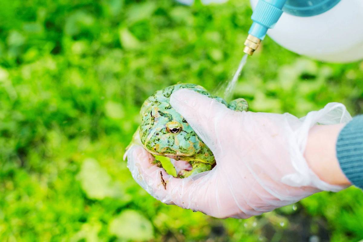 pacman frog care guide