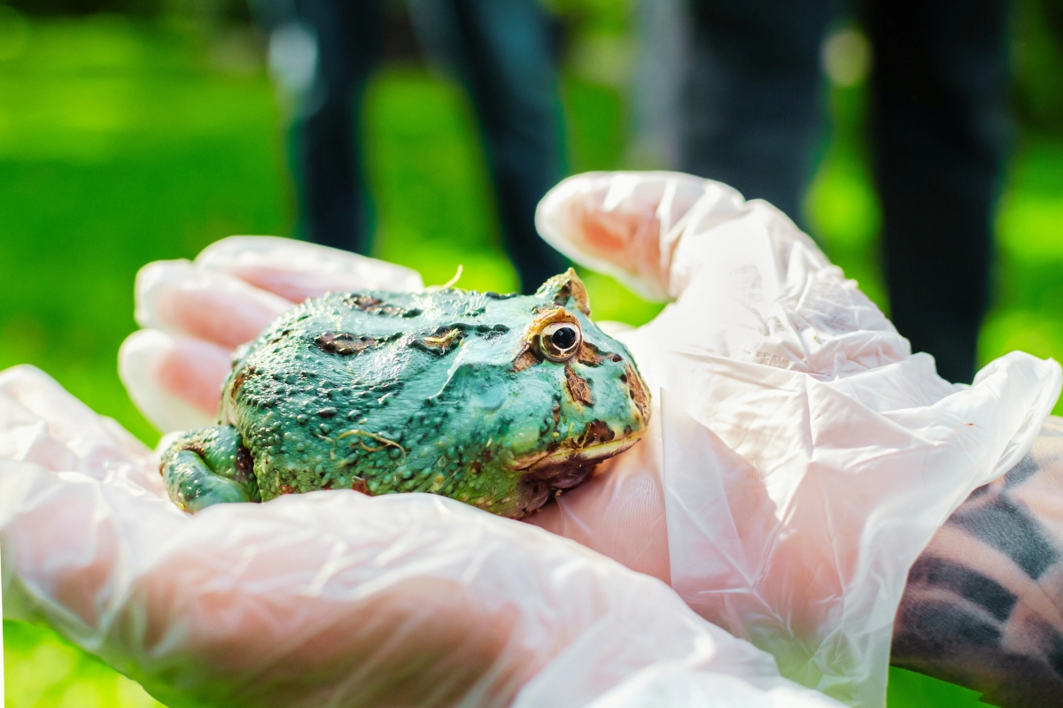 pacman frog care