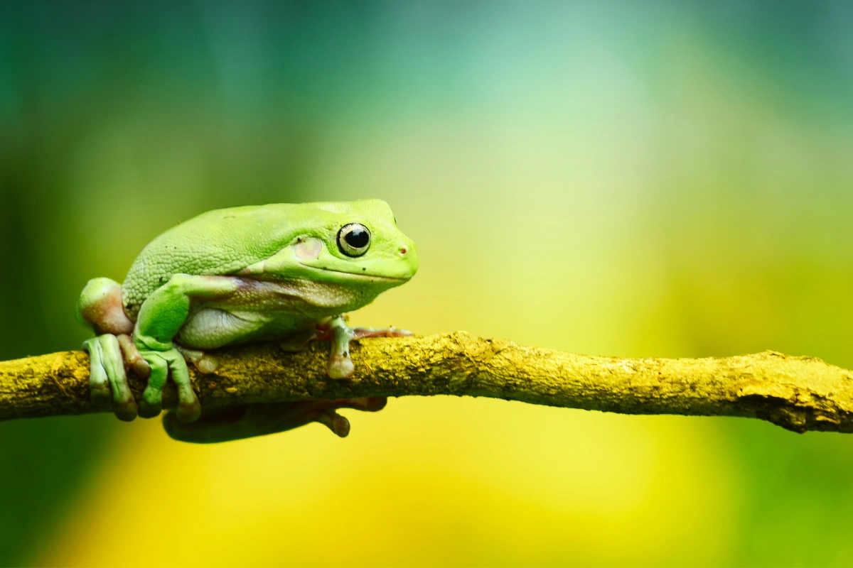 pet frog died