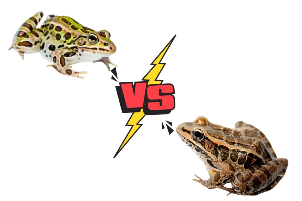 pickerel frog vs leopard frog