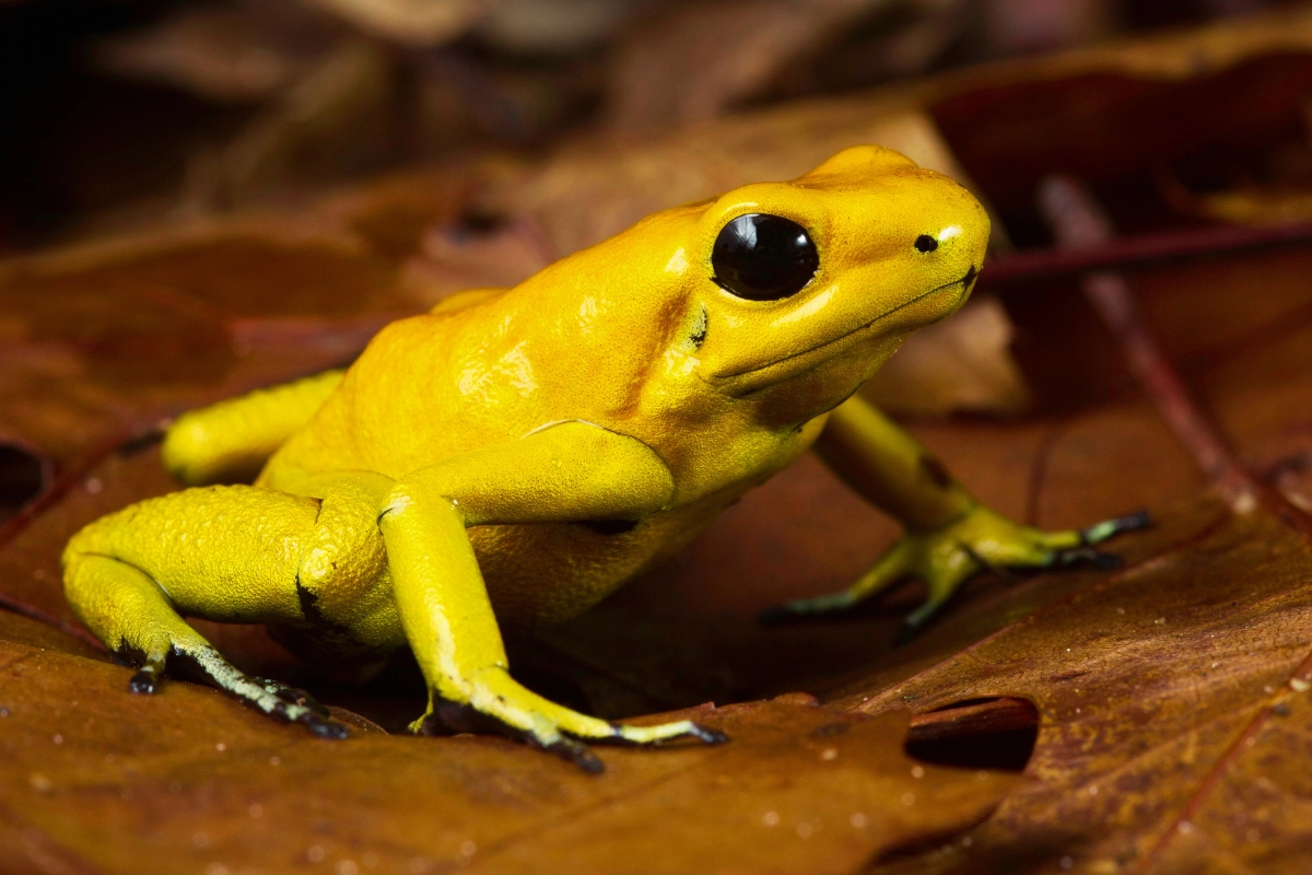poison dart frog as a pet