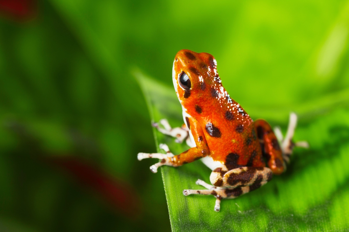 poison dart frog