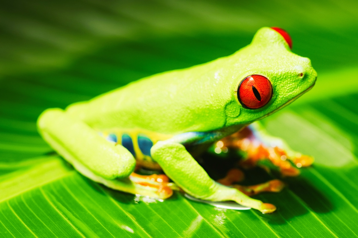 red eyed tree frog pet