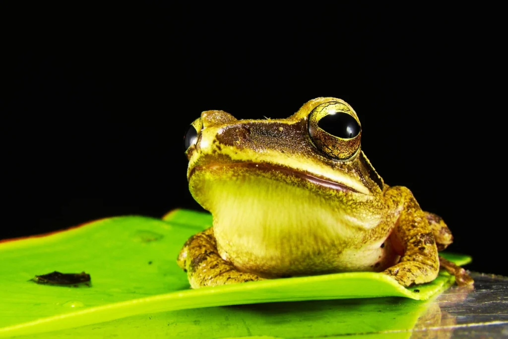 sex a whites tree frog
