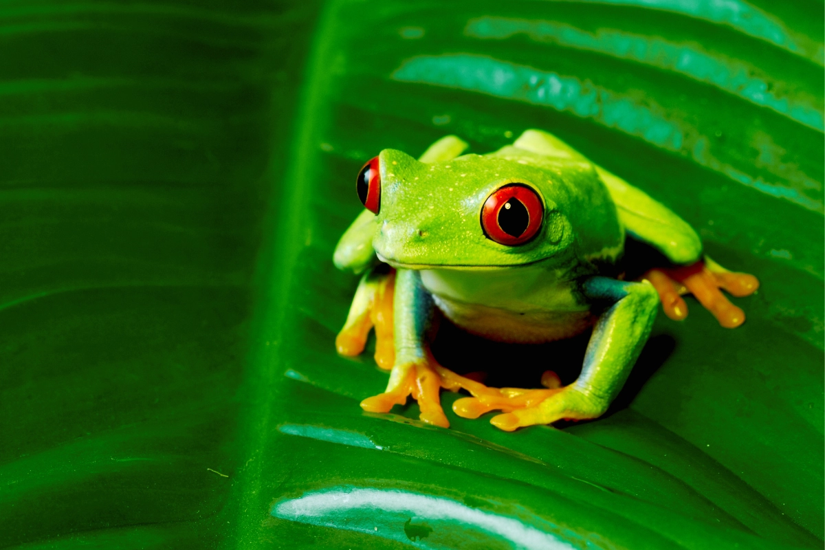 tree frog pet
