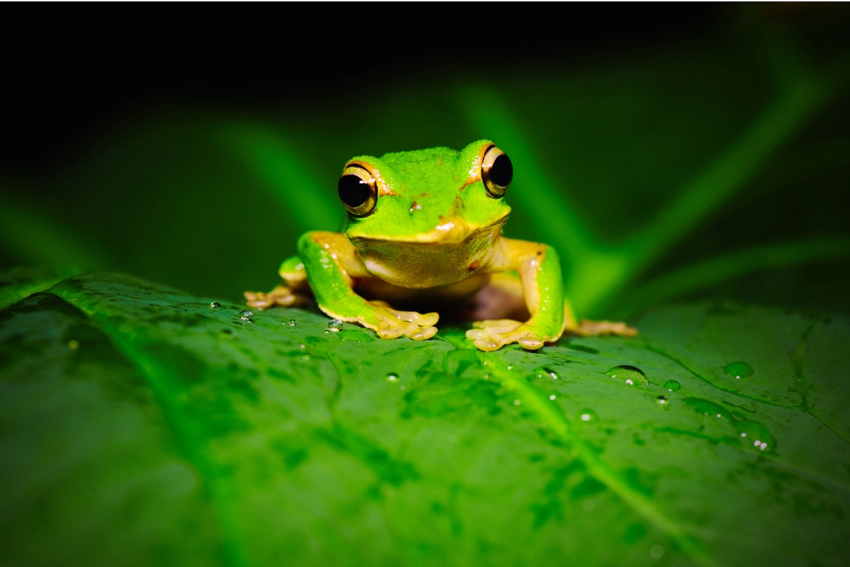 tree frog