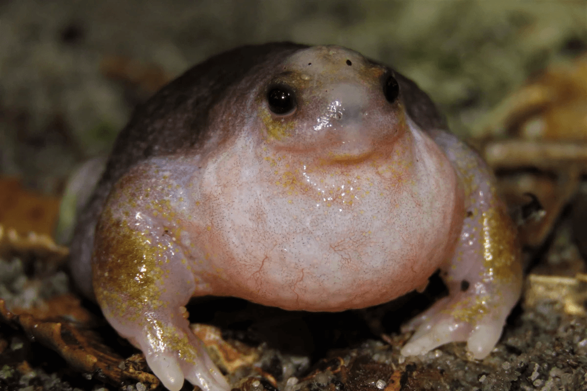 turtle frog