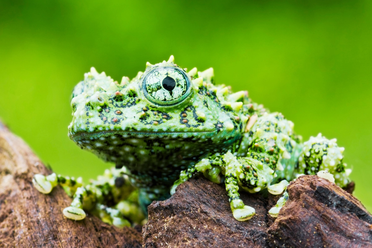 vietnamese mossy frog care