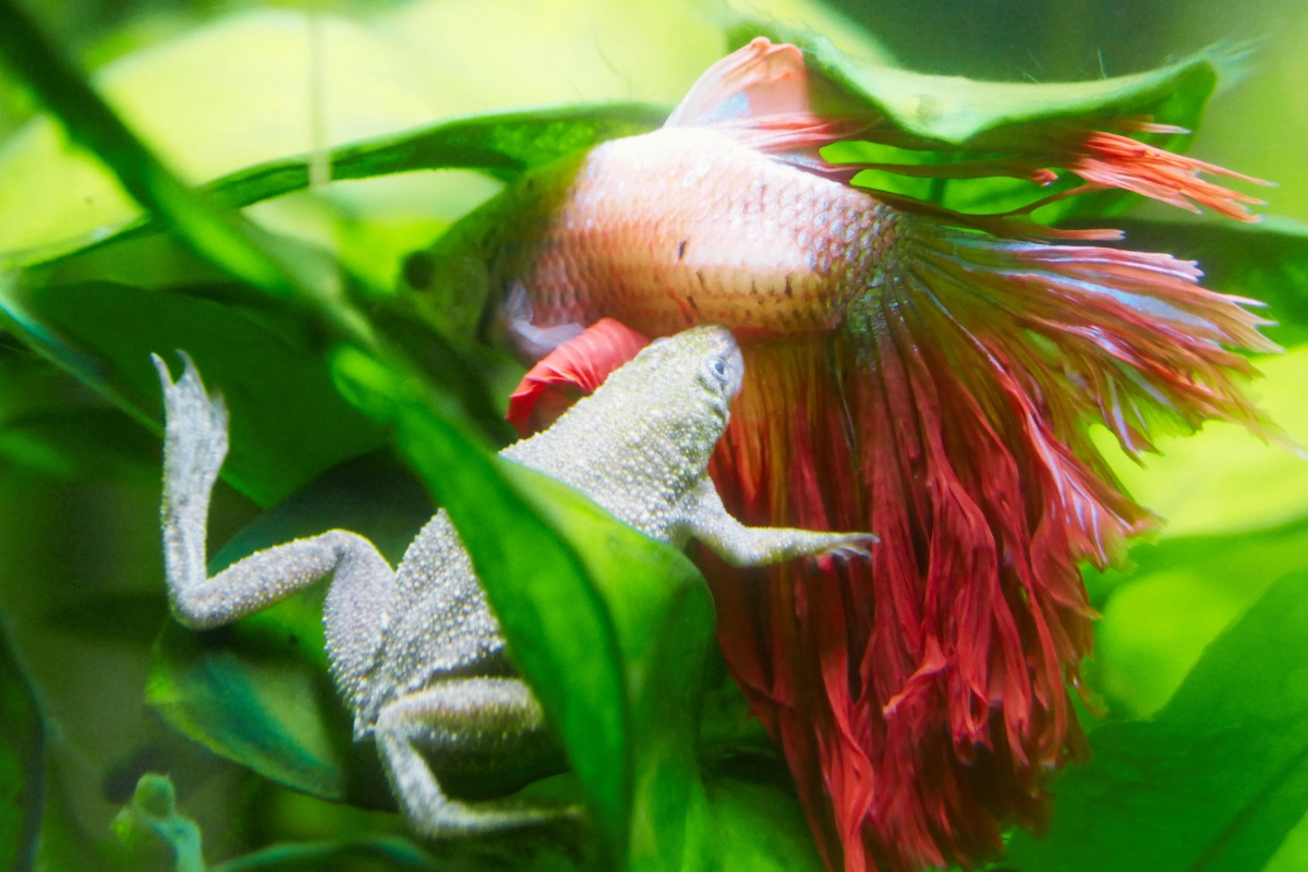 what do african dwarf frogs eat