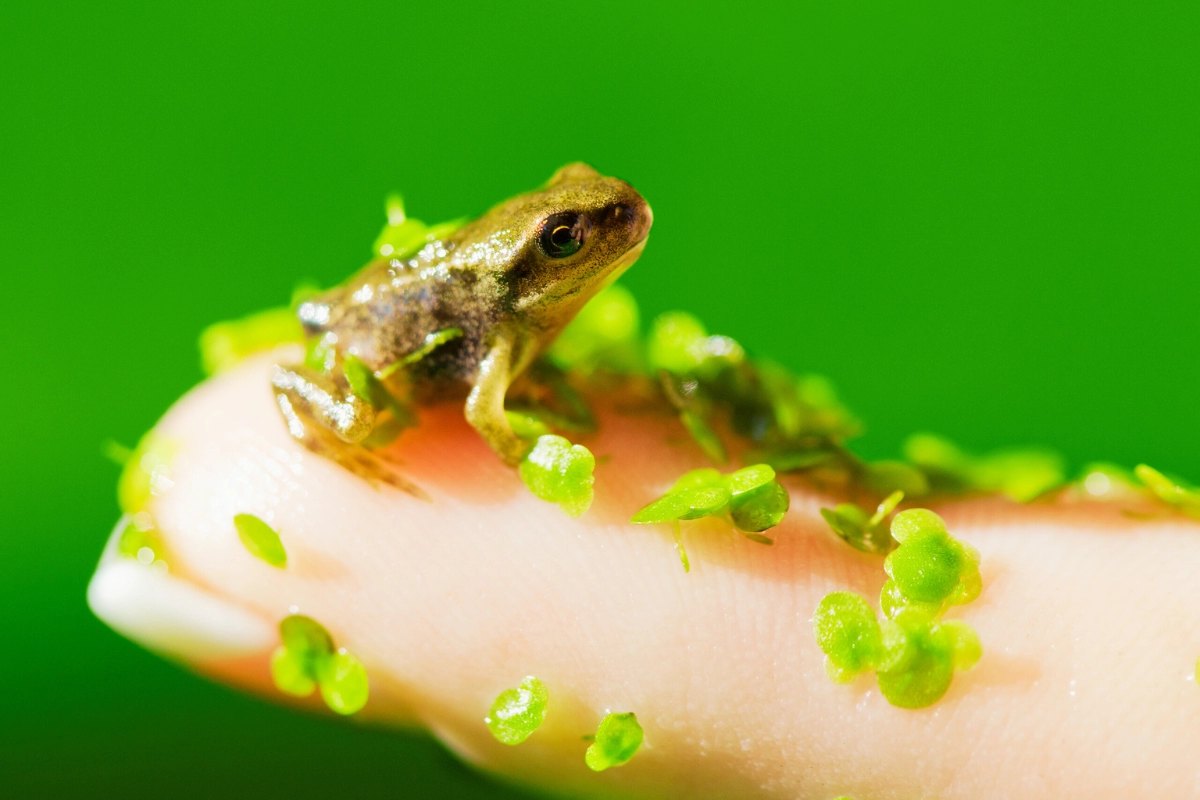 what do baby frogs eat