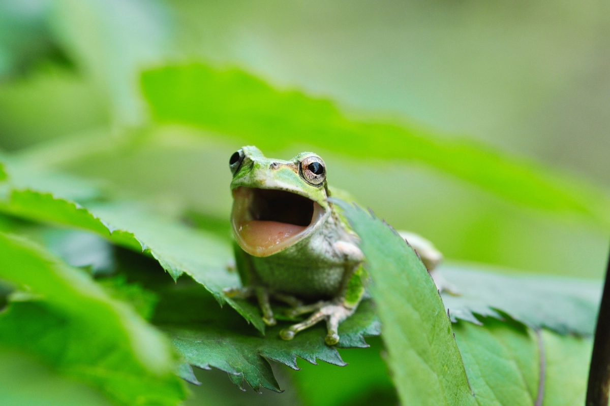 what do tree frogs eat