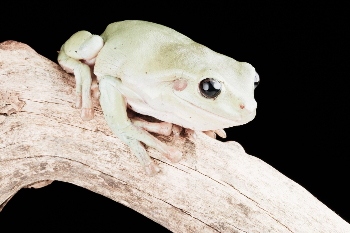 white tree frog pet