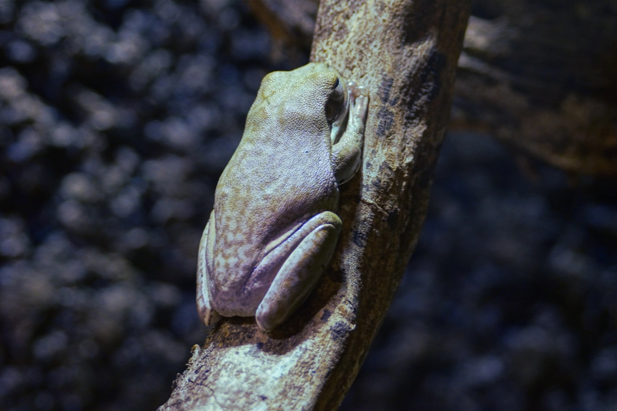 whites tree frog care 101