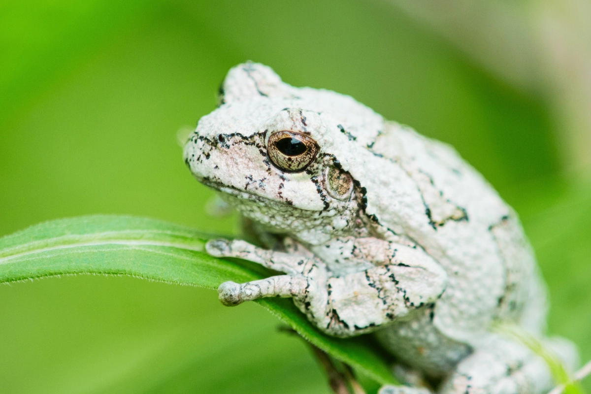 whites tree frog care