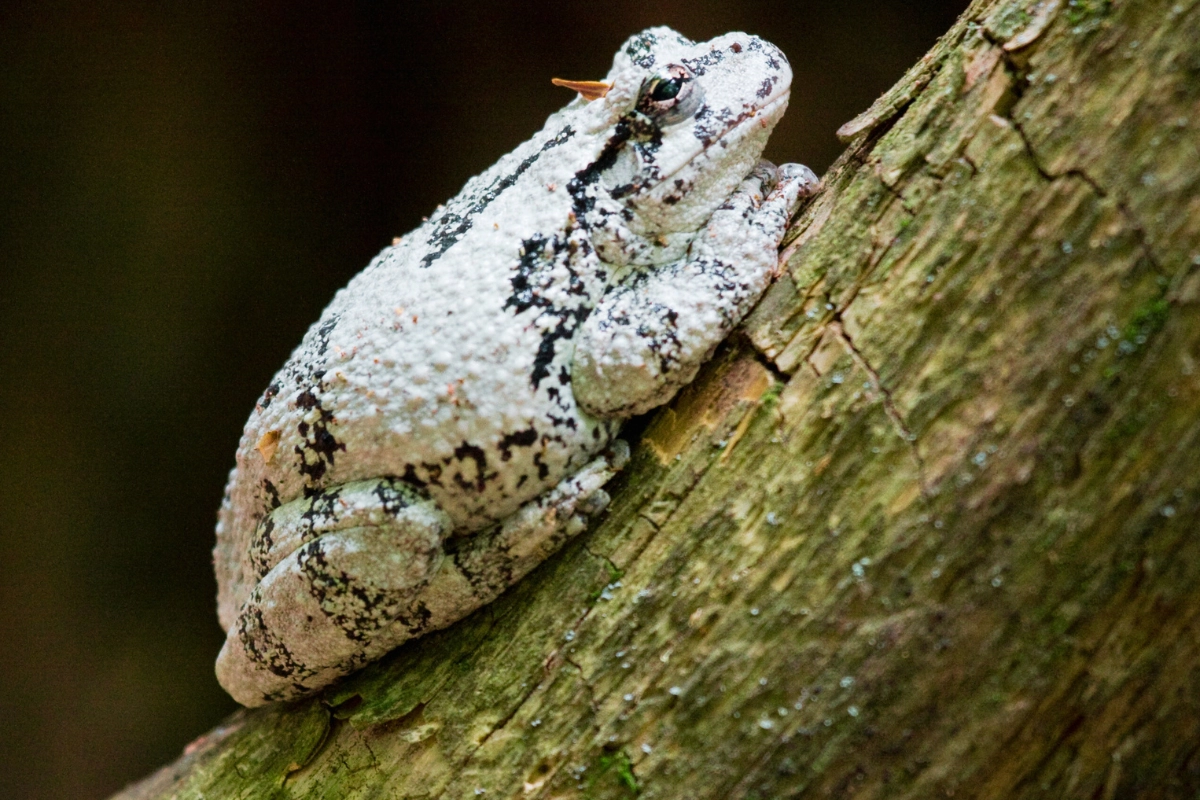 whites tree frog