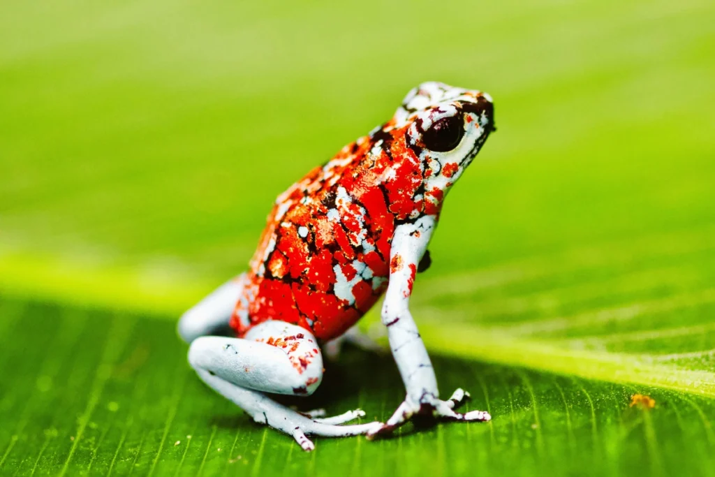 why did my pet frog died