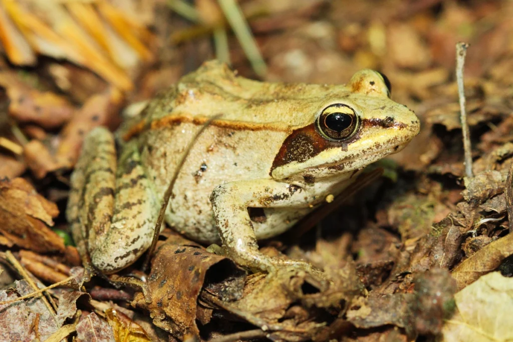 wood frog