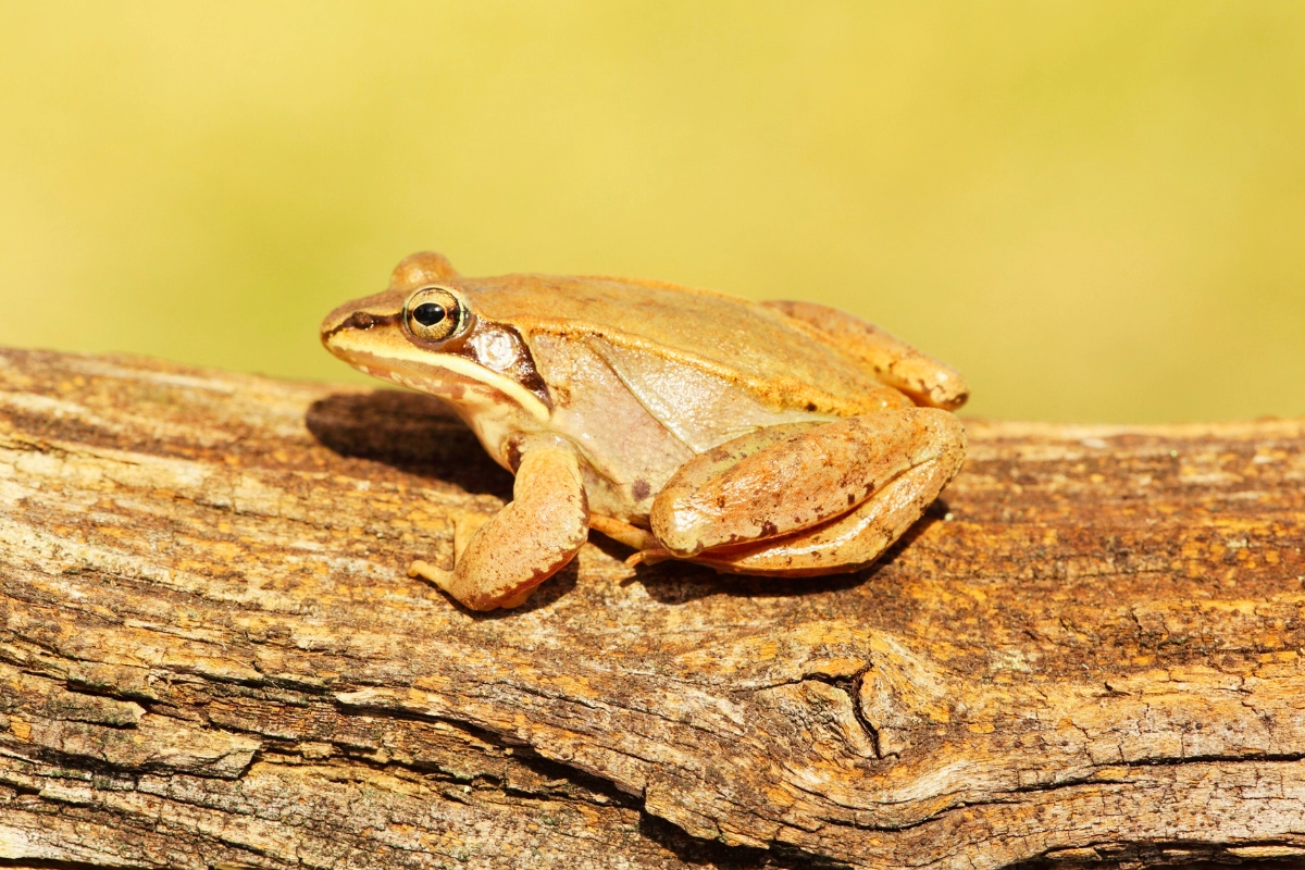 wood frog as pet